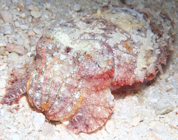 Cuttlefish