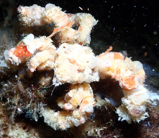 Decorator crab