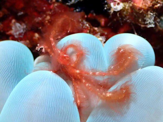 Orangutan crab