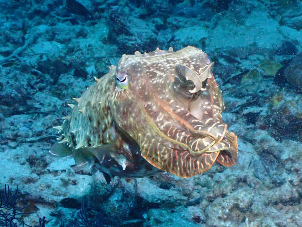 Cuttlefish