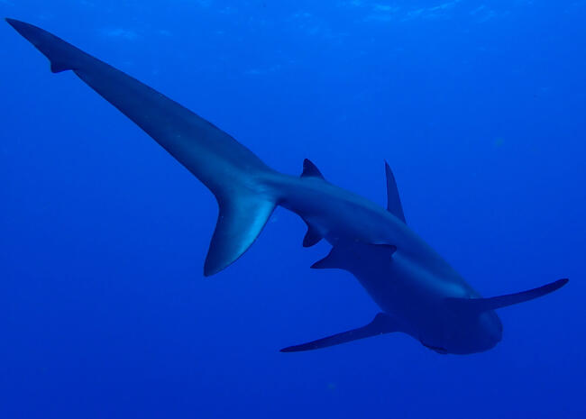 Caribbean Reef Shark