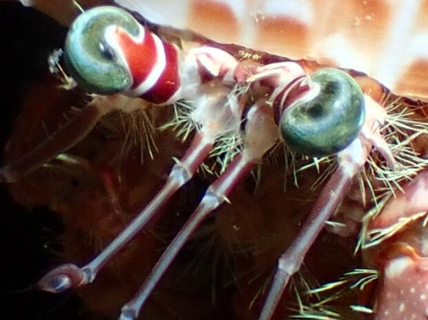 Crab Eyes