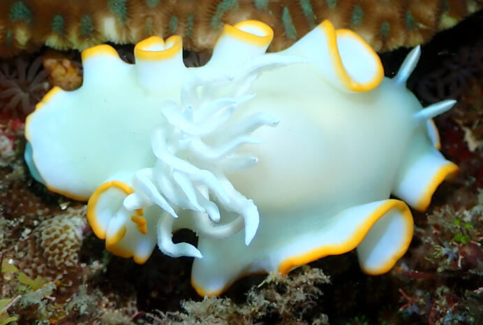 Ardeadoris egretta nudibranch