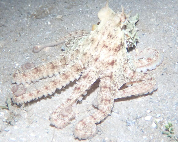 Octopus