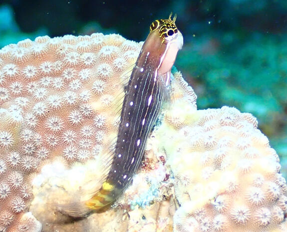 White Lined Blenny - Indo-Pacific